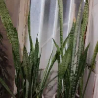 گل سانسوری سبز|گل و گیاه طبیعی|شیراز, شهرک مهدی‌آباد|دیوار