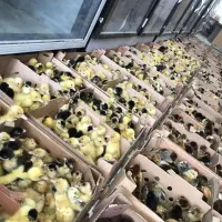 انواع جوجه یک روزه عمده کمترین قیمت|حیوانات مزرعه|کرمان, |دیوار