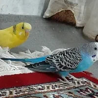 یک جفت مرغ عشق|پرنده|پیر بکران, |دیوار