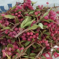 زرشک تازه