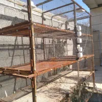 یک عدد قفس آهنی|لوازم جانبی حیوانات|شبستر, |دیوار