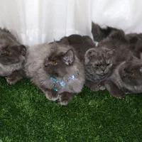 گربه نژاد اسکاتیش ۵ ماهه|گربه|قوچان, |دیوار