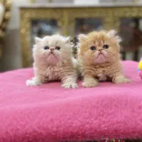 دنیای حرر اآا ج گربه اشرافی/بریتیش اسکاتیش پرشین|گربه|تهران, پونک|دیوار