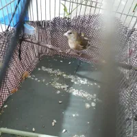 جوجه سهره قناری