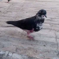 فروش دوتا کبوتر ماده با یه جوجه چای رام|پرنده|الوند, |دیوار