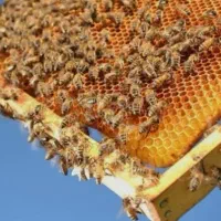 عسل طبیعی گون،انگبین،زول،چندگیاه دارویی با ضمانت|خوردنی و آشامیدنی|شاهینشهر, شهرک میلاد|دیوار