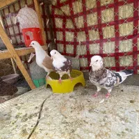 کبوتر فروشی کهنه و جوجه درچه یک و پرشی