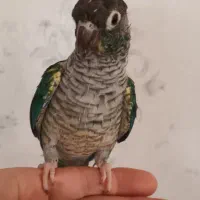 گرینچیک|پرنده|همدان, |دیوار