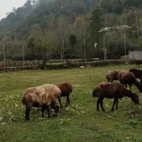 میش جنس دار آبستن|حیوانات مزرعه|آلاشت, |دیوار