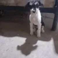 سگ ماده ازنژاداشپیتز۴تا|سگ|اراک, |دیوار