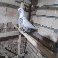 کبوتر پرشی|پرنده|خوی, |دیوار