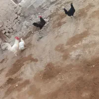 مرغ و خروس