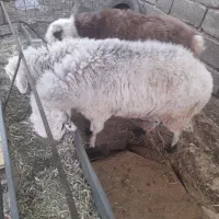 سه تاقزل افشار و یک بره ماده بختیاری|حیوانات مزرعه|ارژن, |دیوار