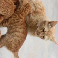 دوتا گربه واگذاری|گربه|کلاله, |دیوار