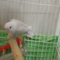 یک عدد کوتوله برزیلی|پرنده|ایرانشهر, |دیوار