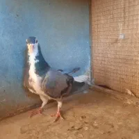 کبوتر