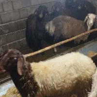 ده عدد کاور نر مخصوص پراوری