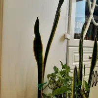 سانسوریا پتوس‌ابلق بویکا|گل و گیاه طبیعی|قم, سراجه|دیوار