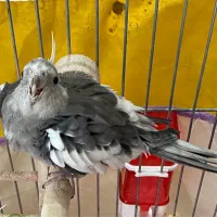 عروس هلندی معاوضه با قناری