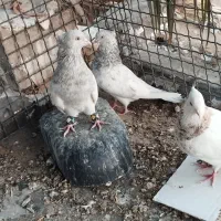 کبوتر|پرنده|گنبکی, |دیوار