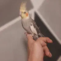 جوجه عروس هلندی رام ودستی|پرنده|کرج, شهرک بنفشه|دیوار