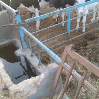خاک گاو