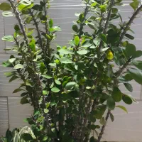 گل یشم و گل مرجان|گل و گیاه طبیعی|رشت, نظری|دیوار