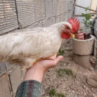 ۳ تا نیمه خروس
