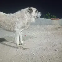سگ سرابی