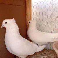 کفتر چشم سفید نوک سفید کاکل میخی