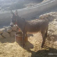 خر گله ای فروشی