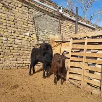 فروش بز نژاد دار