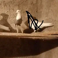 طوقی|پرنده|پیر بکران, |دیوار