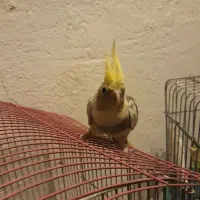 طوطی عروس هلندی مرواریدی|پرنده|اندیشه, اندیشه فاز ۴|دیوار