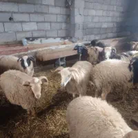 گوسفند زنده