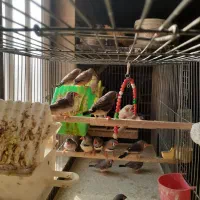 فروش پرنده فنچ|پرنده|قزوین, |دیوار