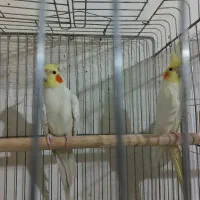 عروس هلندی جفتی با قفس|پرنده|الوند, |دیوار