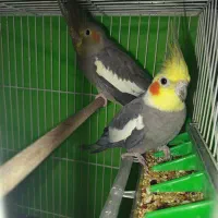 عروس هلندی|پرنده|کرمان, |دیوار