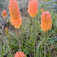 فروش گل نیفوفیا