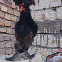 خروس زینتی|پرنده|کاشان, مفتح|دیوار