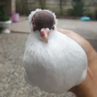 کبوتر  ماده  هملت