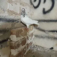 کبوتر|پرنده|نوشین شهر, |دیوار