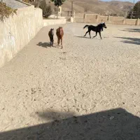 یک اسب مادیون وکره قیمت پایین|اسب و تجهیزات اسب‌سواری|کرج, کوی کارمندان شمالی|دیوار