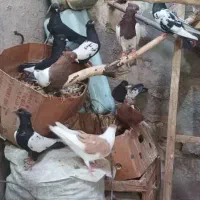 کبوتر رنگی|پرنده|شیراز, نصر|دیوار