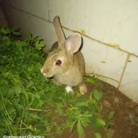 ۲عدد خرگوش نر وماده  خانگی ۷ماه|موش و خرگوش|ماکو, |دیوار
