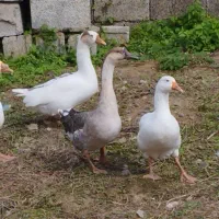 قوغاز و غاز