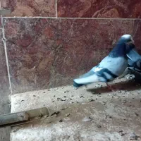 ۷ عدد شازده سبز وسیاه|پرنده|اردکان, |دیوار