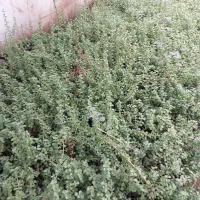 گل و گیاه حراج به قیمت عمده|گل و گیاه طبیعی|چهاردانگه (تهران), |دیوار