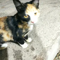 گربه خونگی