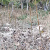 نهال گردو محلی درجه یک ضمانتی|گل و گیاه طبیعی|بجنورد, |دیوار